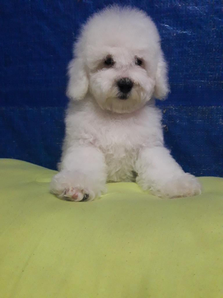 Tierno Bichon Frise