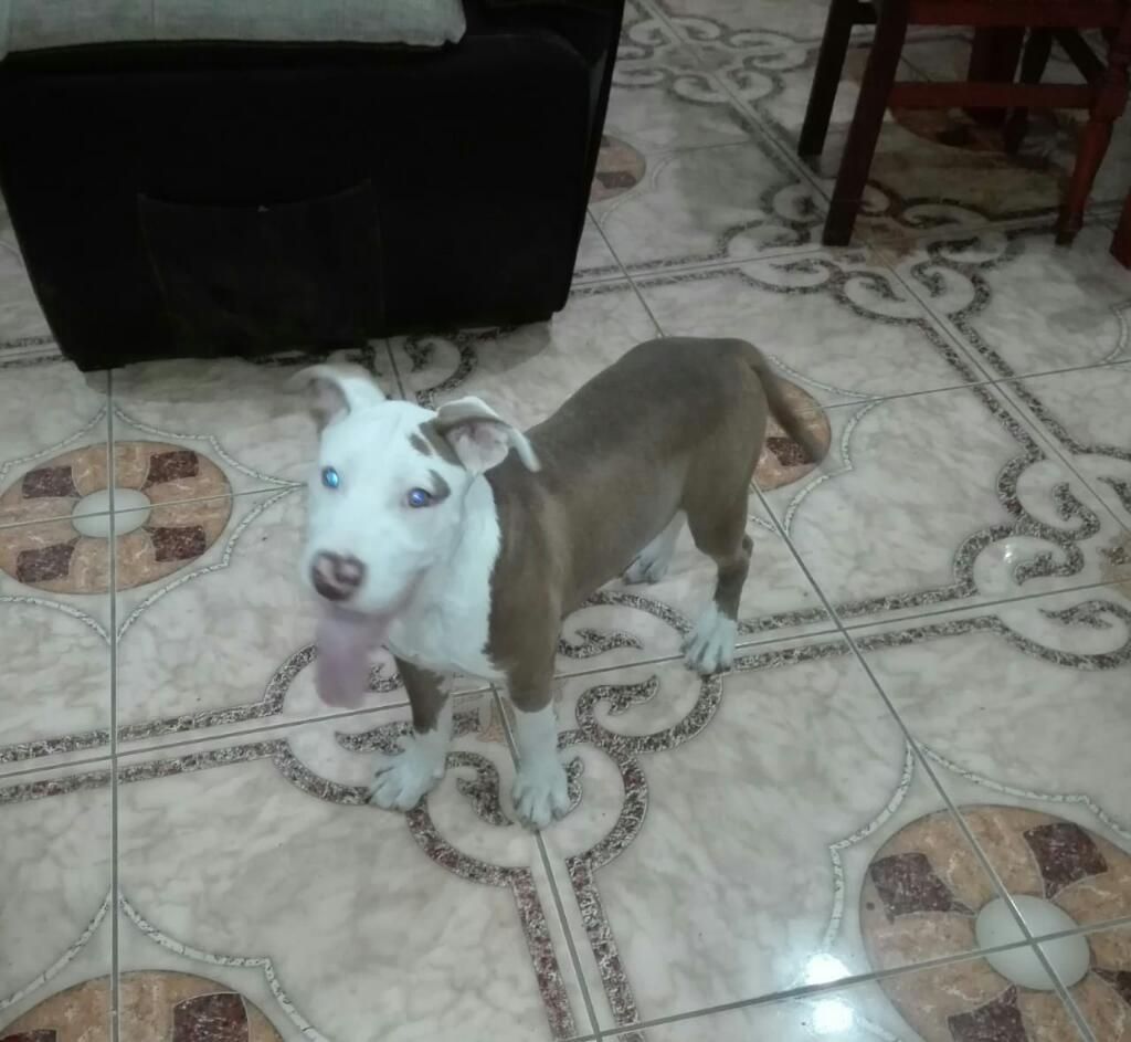 Vendo Cachorro Pitbull