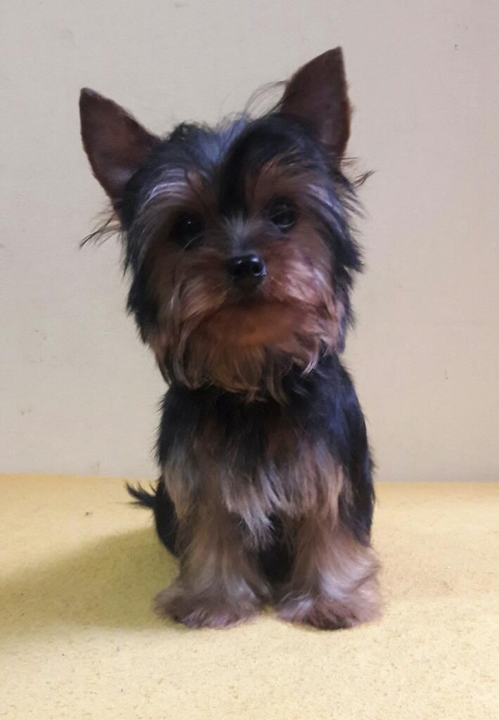 Yorkshire Terrier Toy con Pedigree
