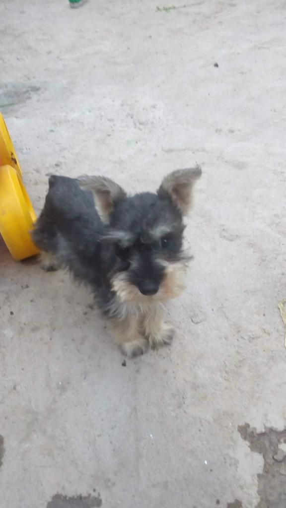 vendo lindo schnauzer