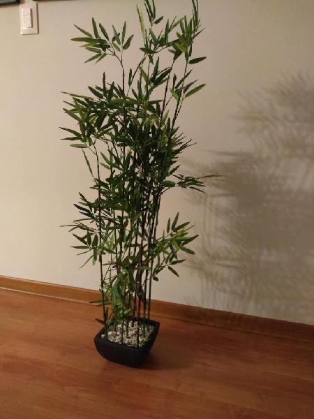 Planta Bamboo