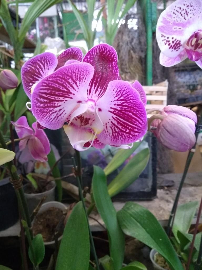Orquídeas de Diferentes Colores