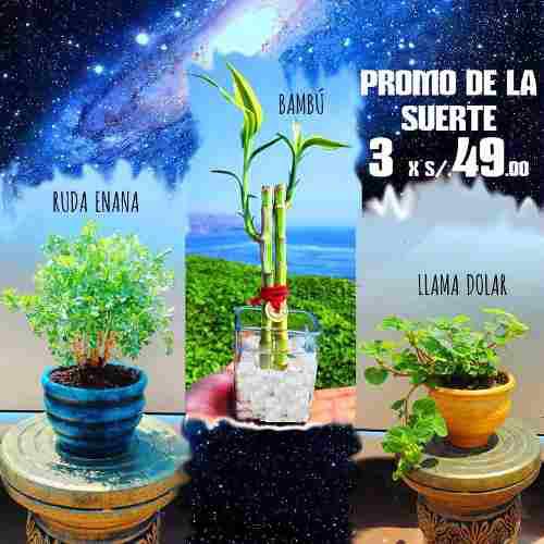Plantas De La Suerte, Bambú, Llama Dólar, Ruda Enana