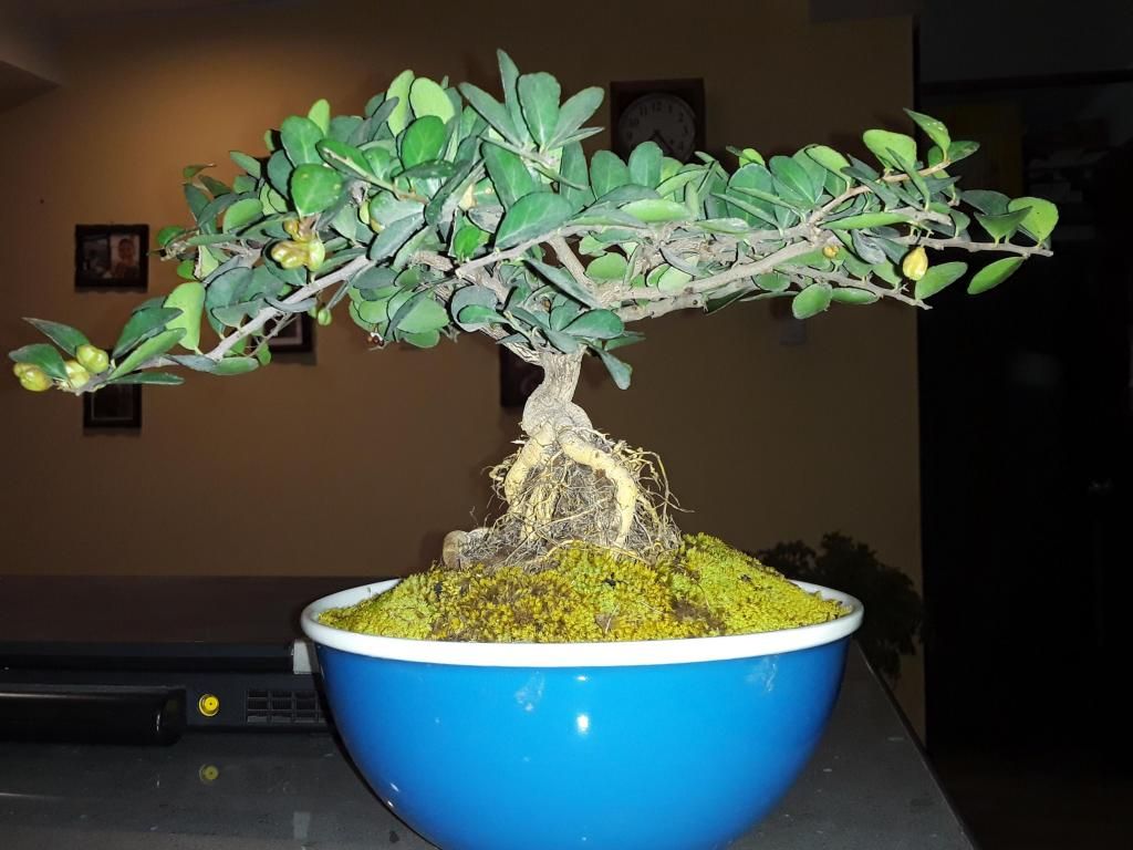 gimnospolia makko japones bonsai