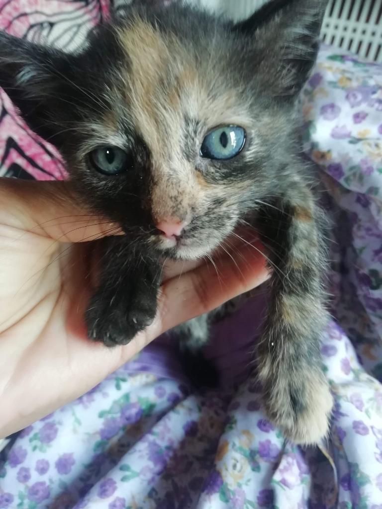 Adopta Un Gatito