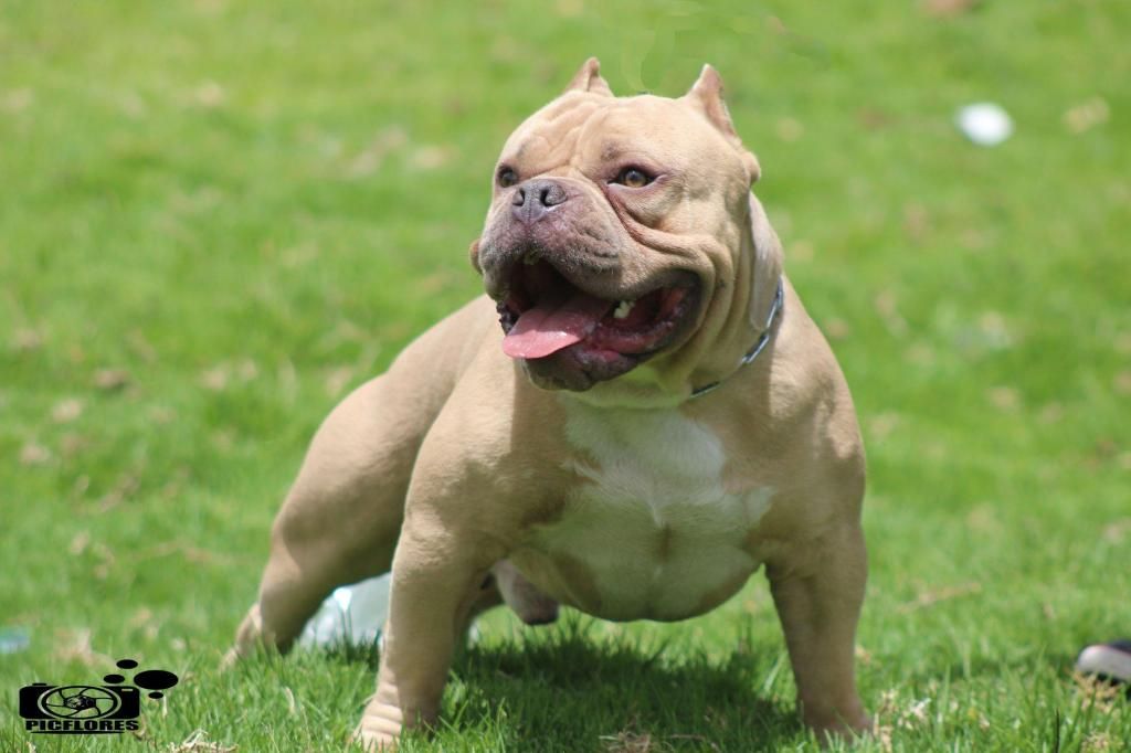 American Bully #COMPA #PHENOM #DAX...