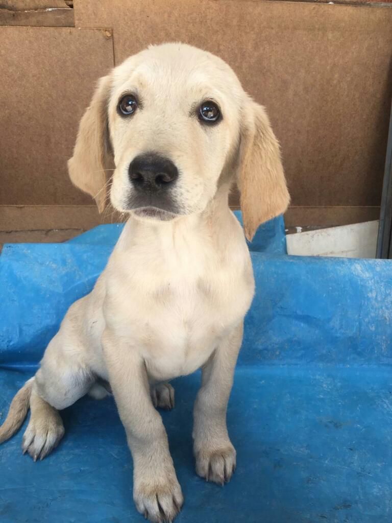 Cachorro Labrador