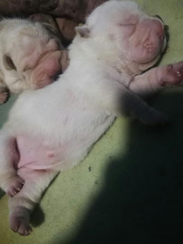 Cachorros Sharpei Articos