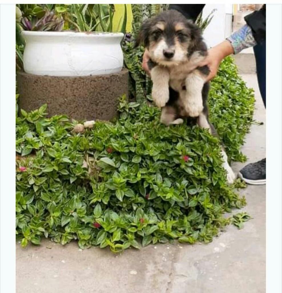 Chaparra en Adopción