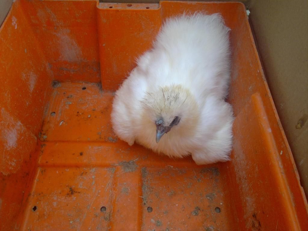 GALLO PADRILLO GALLINA JAPONESA SEDOSA LISTA PARA INCUBAR