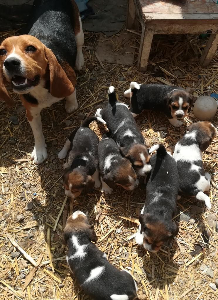 Hermosa Cachorros Beagle de Un Mes