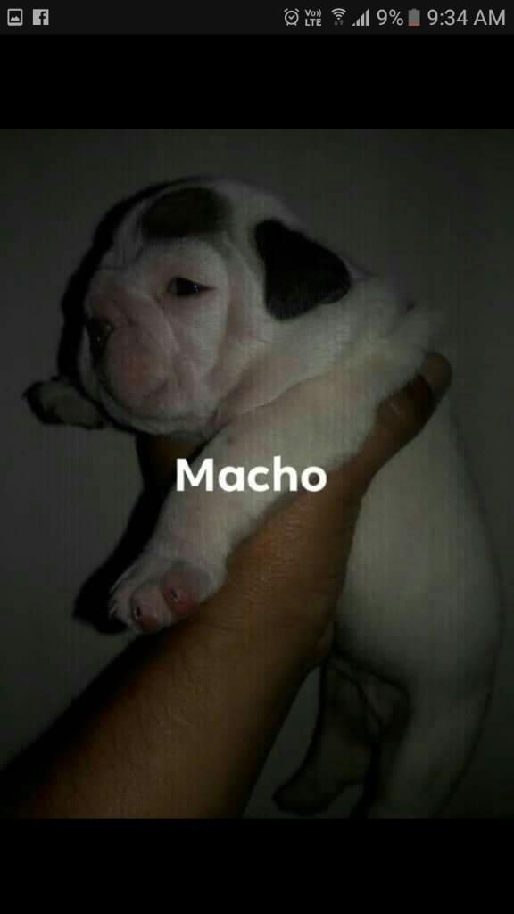 Hermosos Cachorros Bullgod Ingles sin Pe