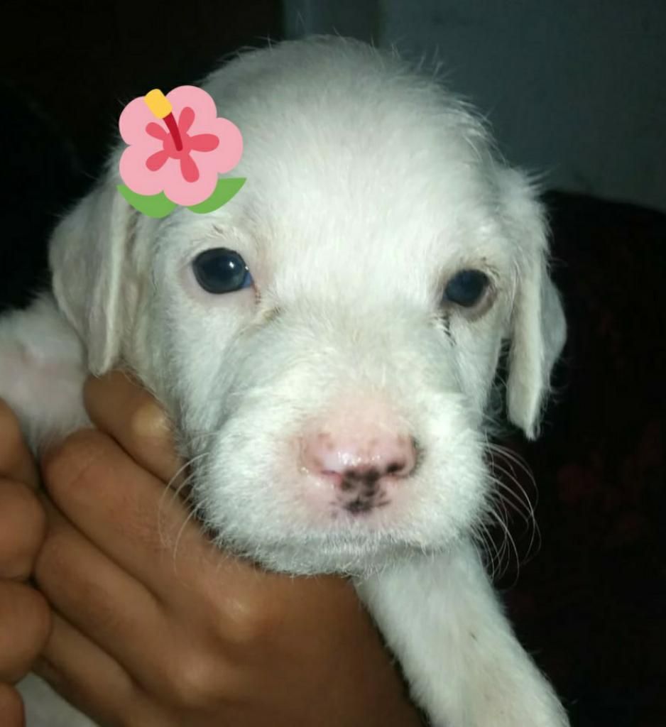 Linda Cachorra en Adopción