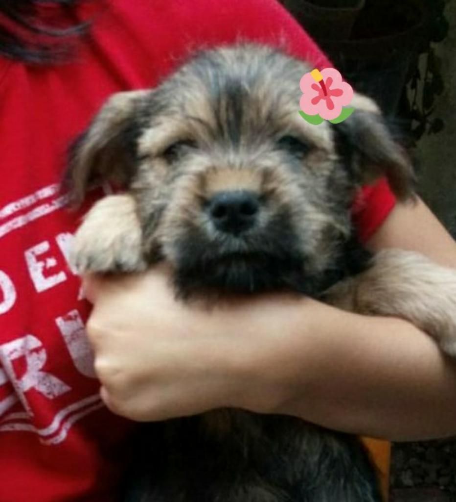 Linda Cruce Schnauzer Busca Hogar