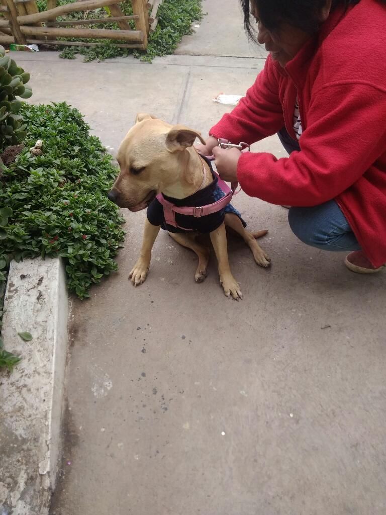Luna en Adopción Responsable