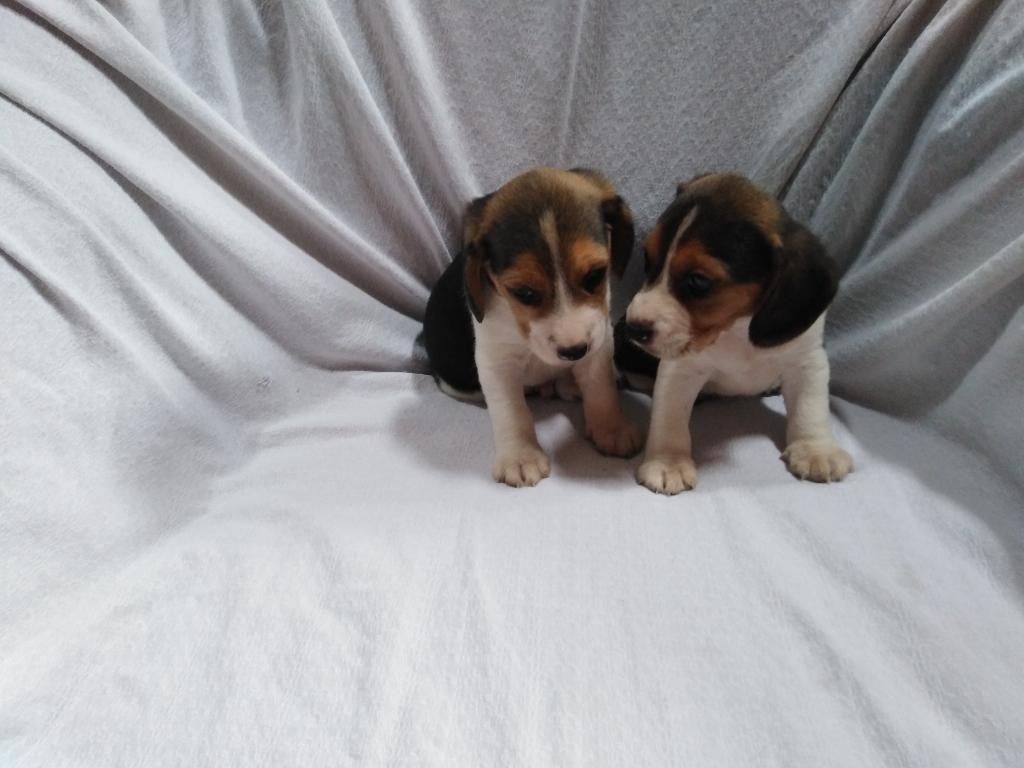 Originales Cachorros Beagle
