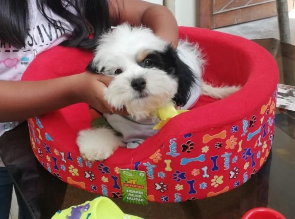 Perrito
