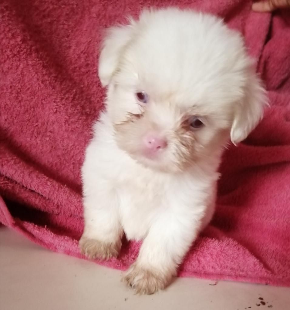 Perritos Shitzu