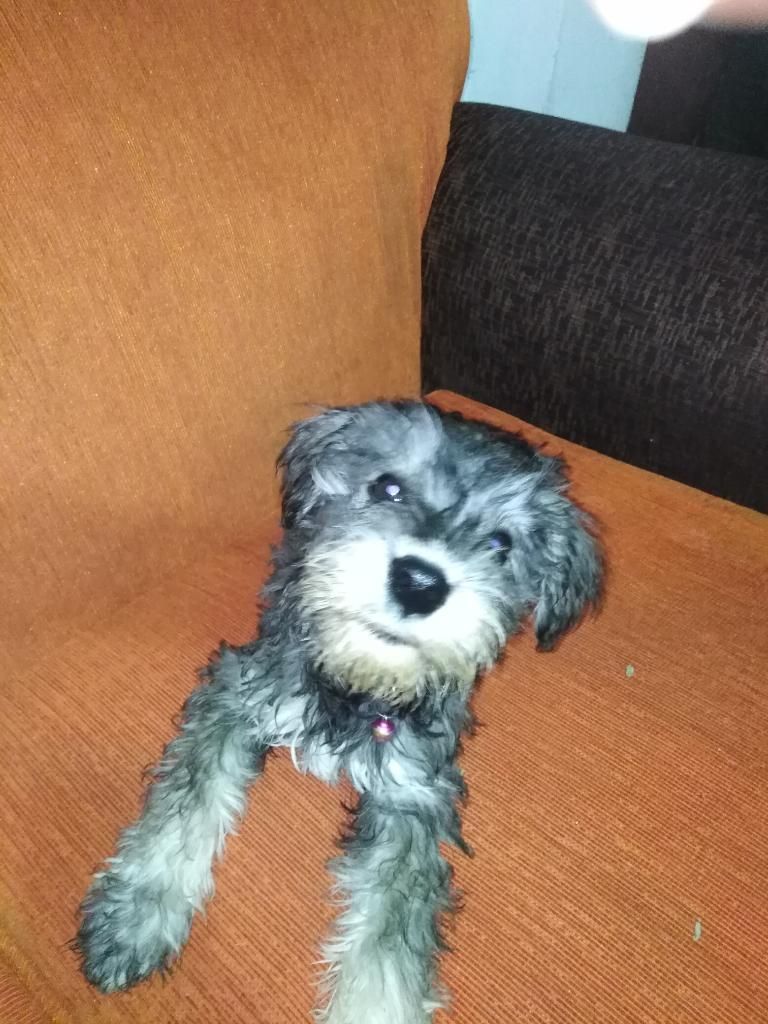 Schnauzer a La Venta