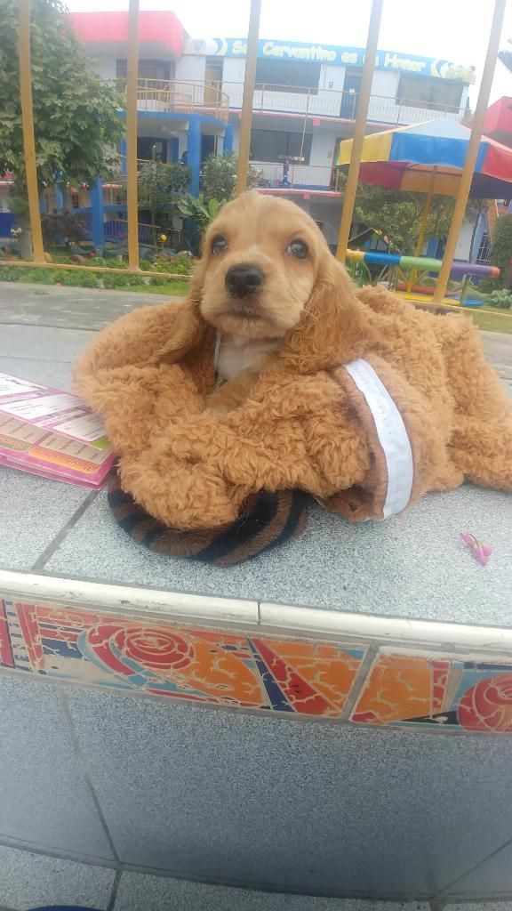 Se Vende Cachorro Cocker