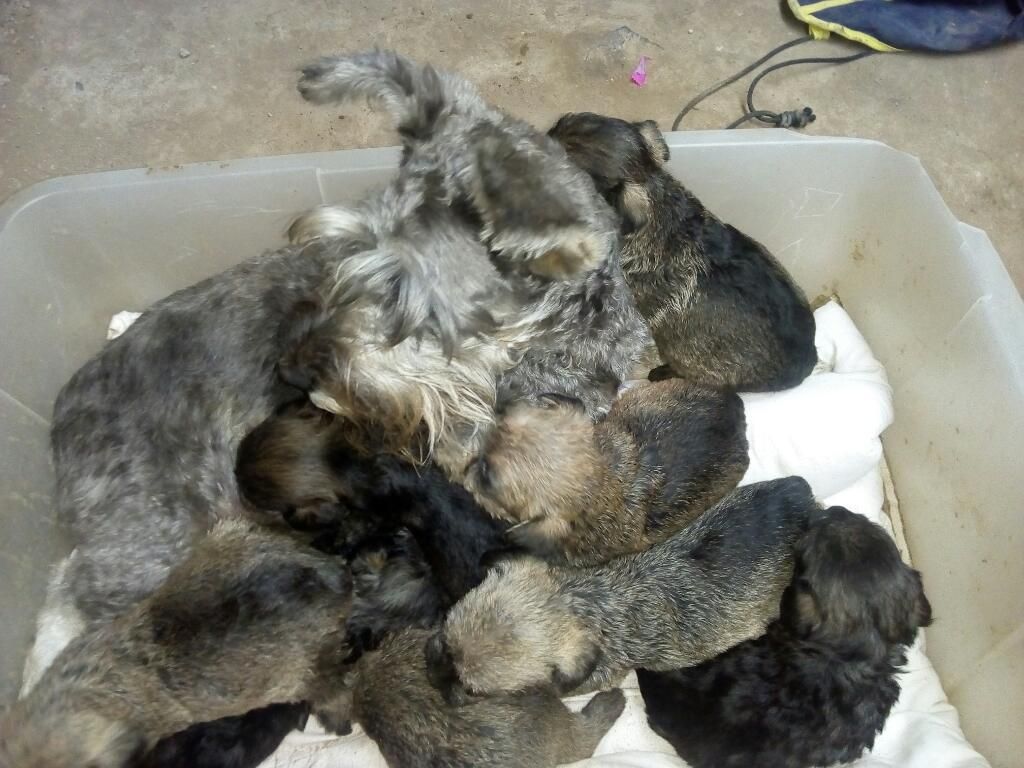 Se Venden Cachorros Schnauzer.