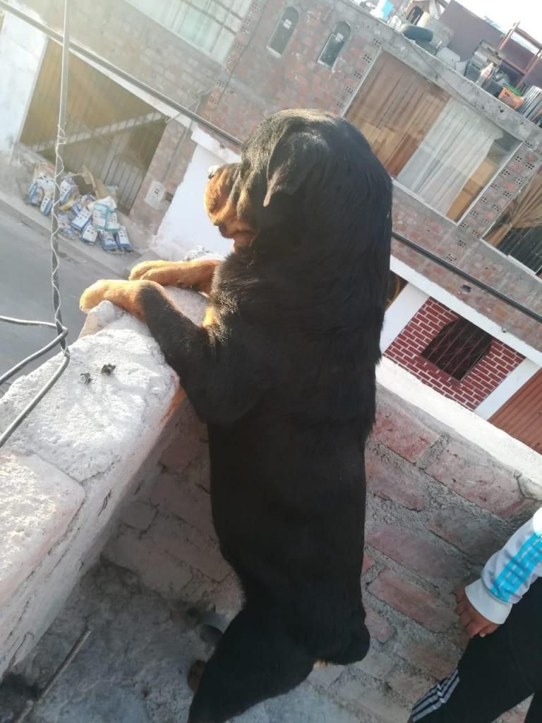 Servicio de monta rottweiler alemn de tres aos de edad