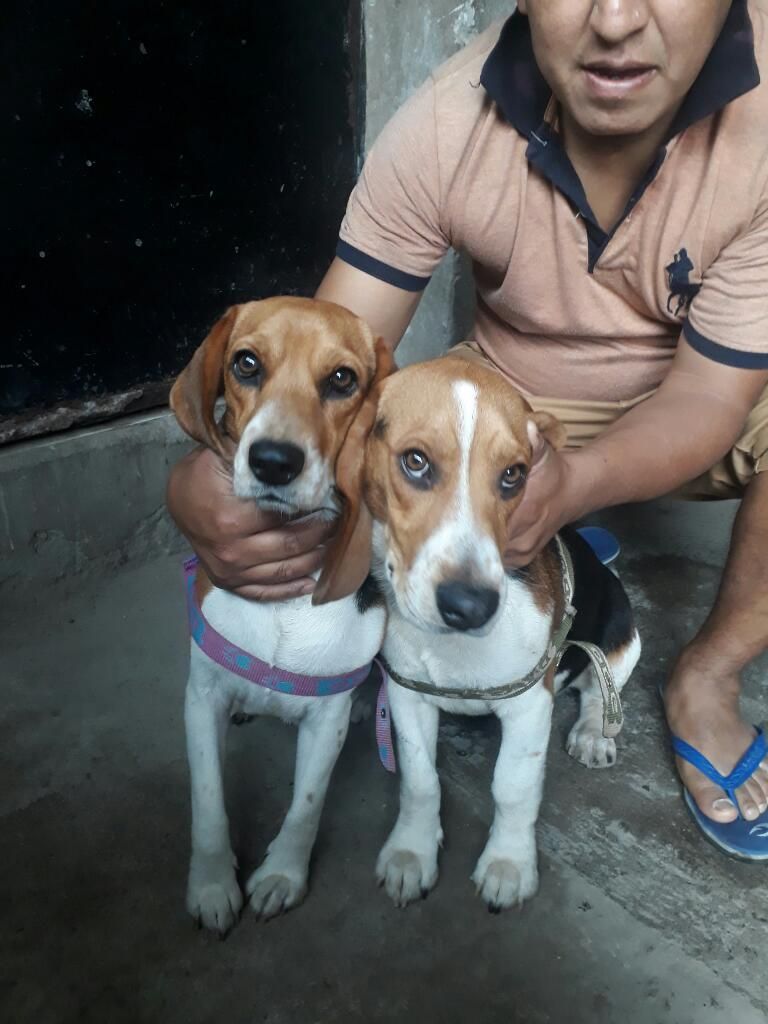 Vendo 2 Beagles Mis Hermosos Cachorros