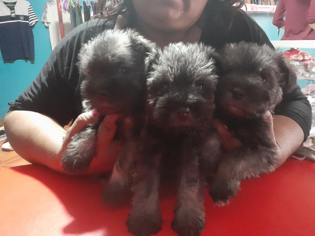 Vendo Cachorros Schnauzer