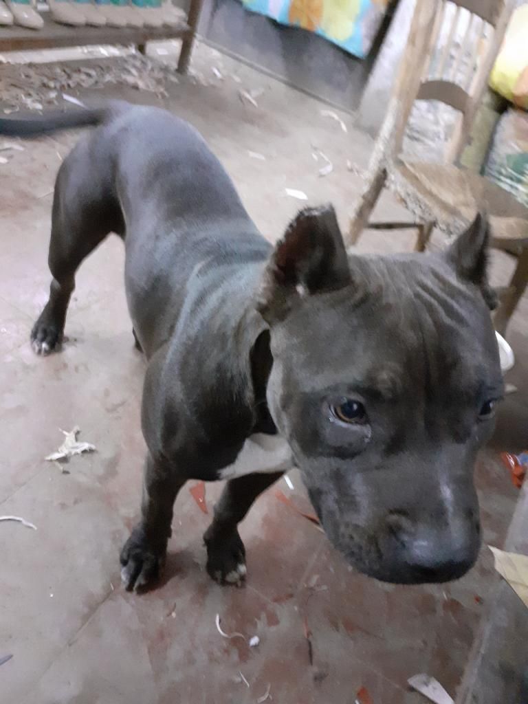 Vendo Perrita Raza Bully a Buen Precio