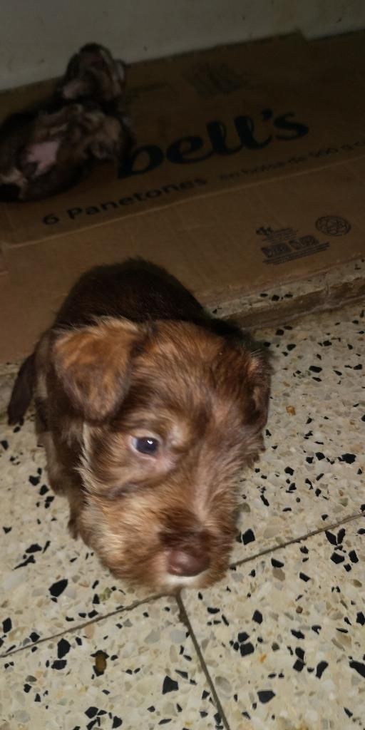 Venta Cachorros Shnauzer
