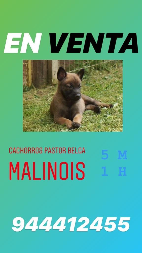 Venta de Cachorros Pastor Belga Malinois