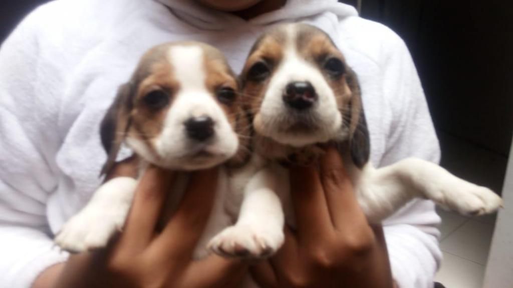 lindos beagles tricolor