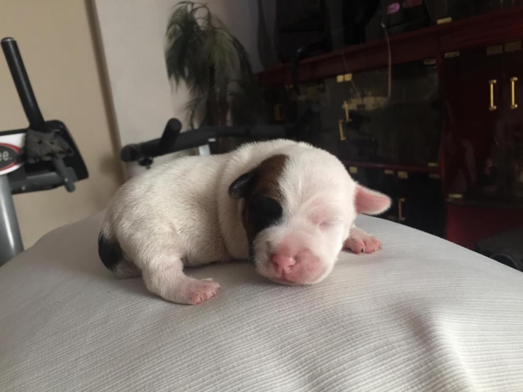 perritos Jack Russell 1 mes (remato)