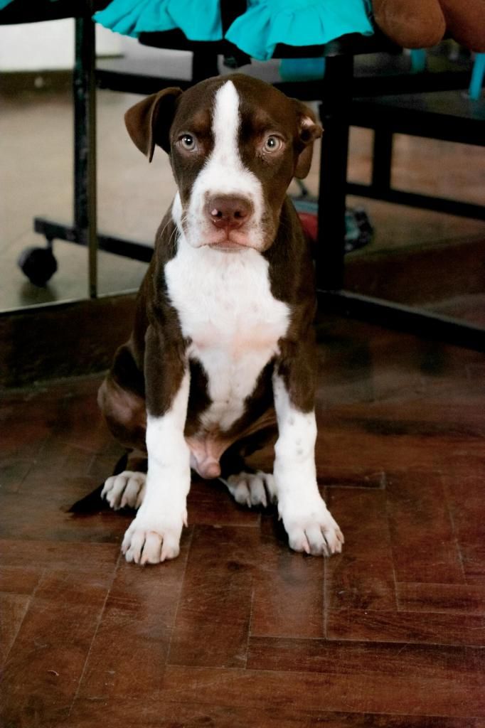 vendo pitbull