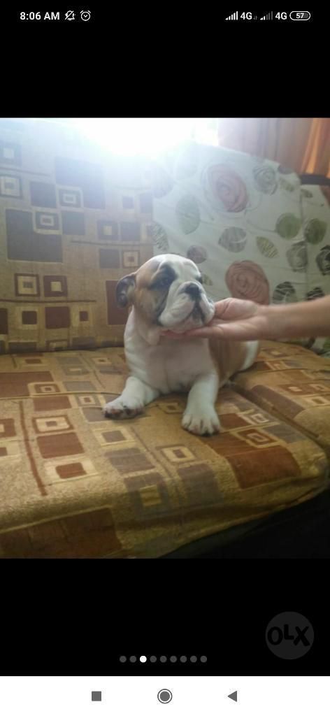 Cachorros Bulldog Inglés