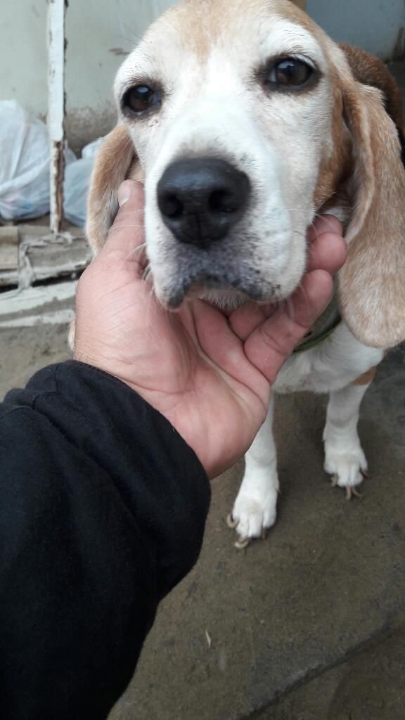 Cachorros de Beagle en Adopción