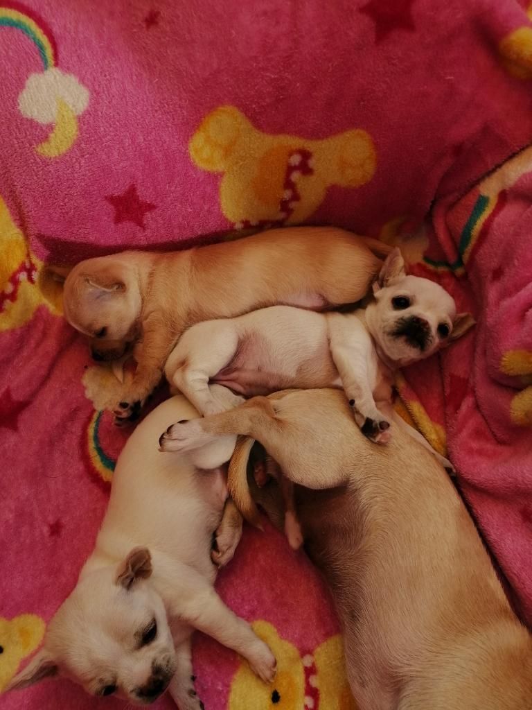 Chihuahua de 1 Mes