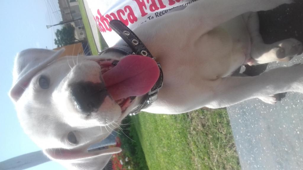 Dogo argentino