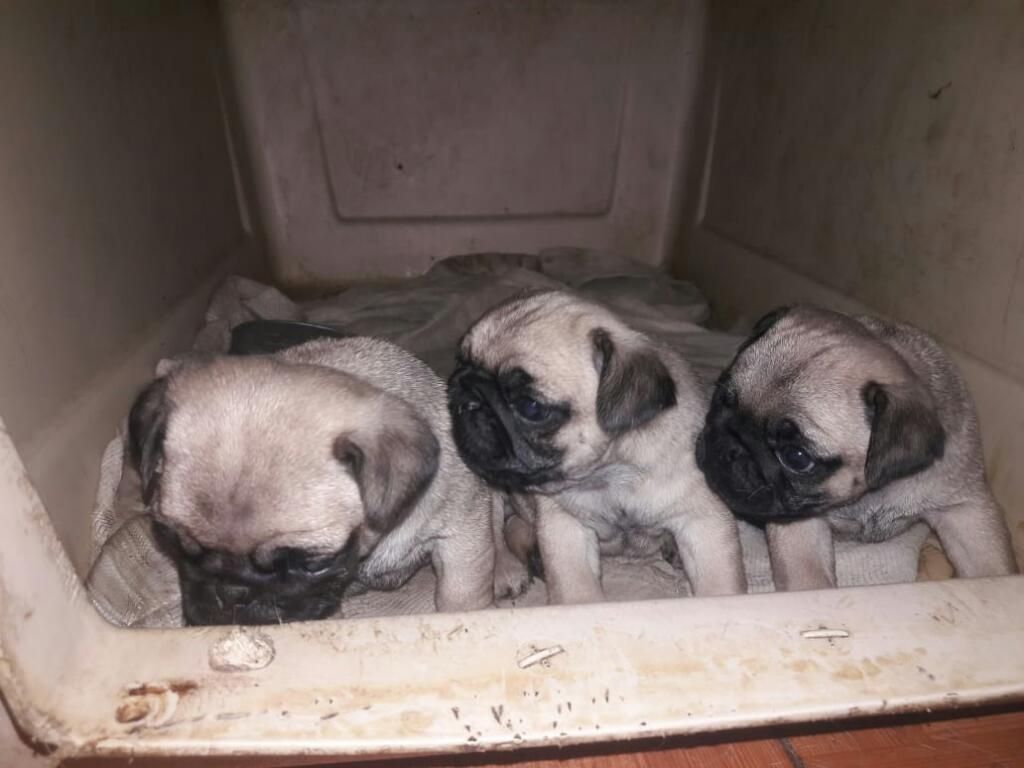 Pug Carliño Hembrita Y Machito 