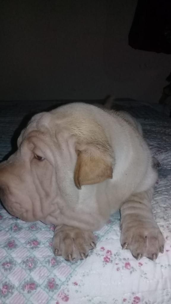 Vendo Cachorros Sharpei S/