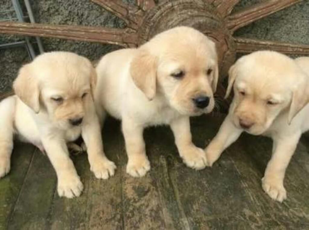 Venta de Cachorros Labradores