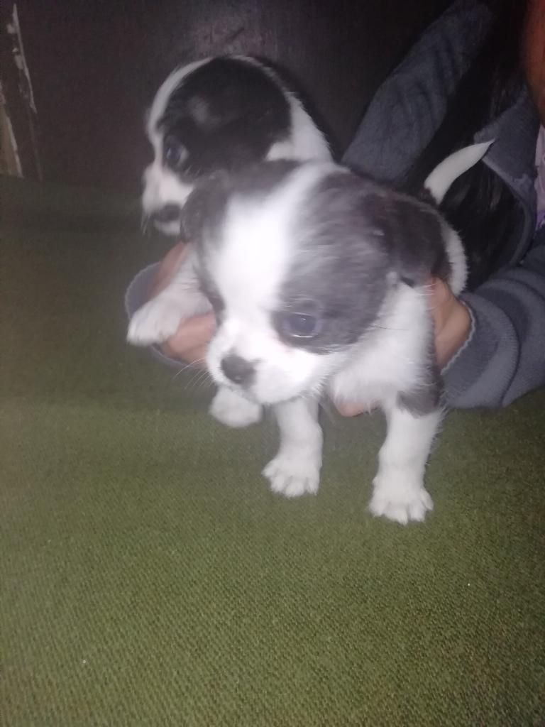 Chitzu con Bulldog 
