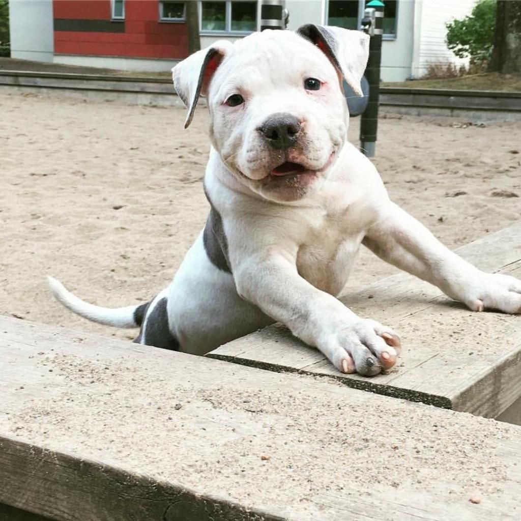 Pitbull Fusión