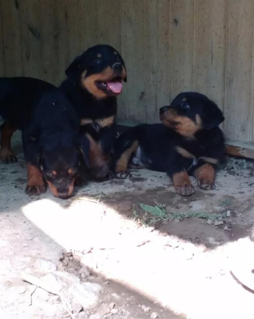 Remato Mi Rottweiler Henbras