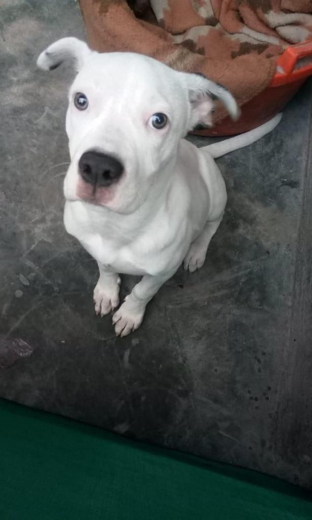 Se vende dogo argentino (con vacunas)