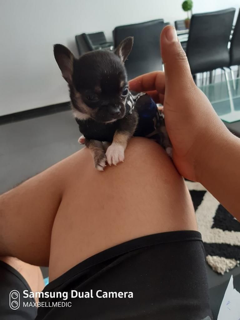 Adorables Chihuahua Toy