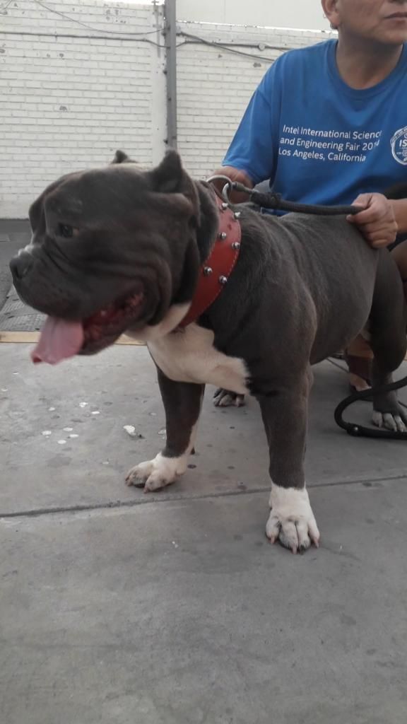American Bully Exotic Monta Fusion Pit