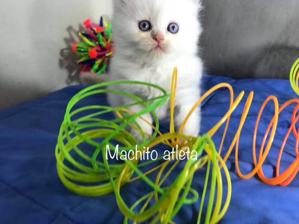 Bellos Gatitos Persas