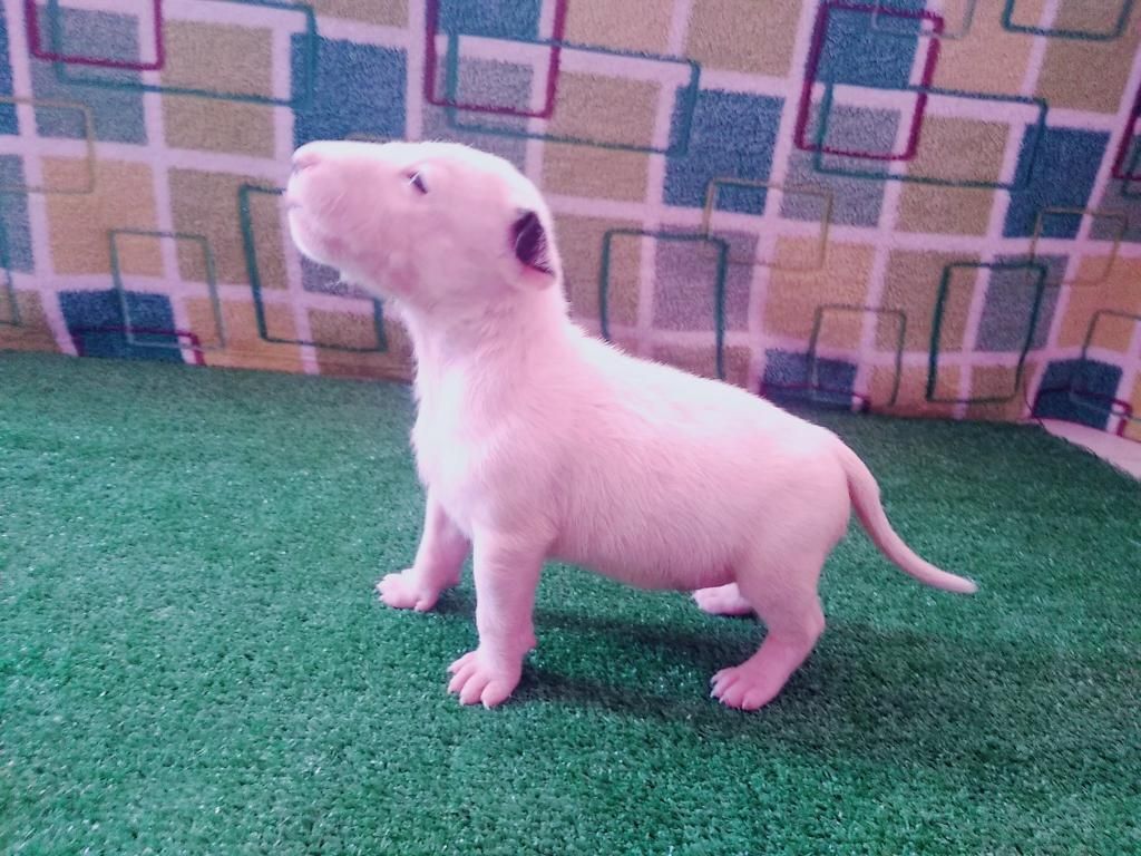 Bull Terrier en Venta