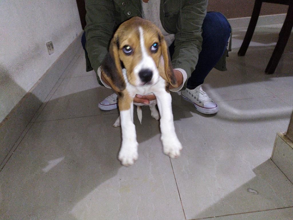 Cachorra Beagle